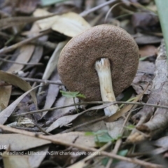 Tylopilus sp. (A Bolete) at Ulladulla, NSW - 7 Jun 2018 by Charles Dove