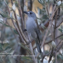 Colluricincla harmonica (Grey Shrikethrush) at Coomee Nulunga Cultural Walking Track - 7 Jun 2018 by Charles Dove