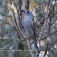 Colluricincla harmonica (Grey Shrikethrush) at Ulladulla, NSW - 7 Jun 2018 by Charles Dove