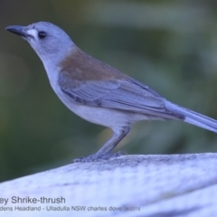 Colluricincla harmonica at Ulladulla, NSW - 8 Jun 2018 12:00 AM