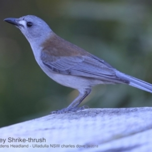 Colluricincla harmonica at Ulladulla, NSW - 8 Jun 2018