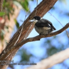 Cracticus torquatus (Grey Butcherbird) at Undefined - 5 Jun 2018 by Charles Dove