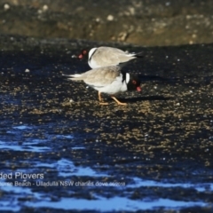 Charadrius rubricollis (Hooded Plover) at South Pacific Heathland Reserve - 2 Jun 2018 by Charles Dove