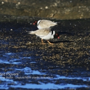 Charadrius rubricollis at suppressed - 2 Jun 2018