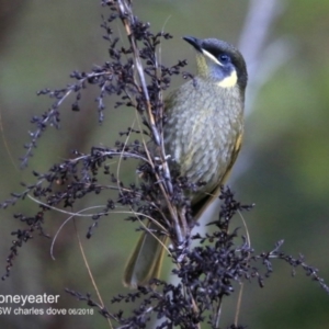 Meliphaga lewinii at Garrads Reserve Narrawallee - 7 Jun 2018