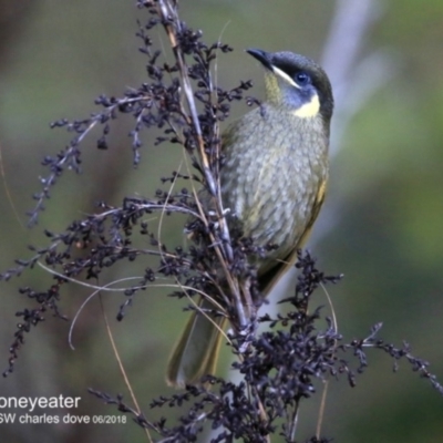 Meliphaga lewinii (Lewin's Honeyeater) at Narrawallee Foreshore and Reserves Bushcare Group - 6 Jun 2018 by Charles Dove