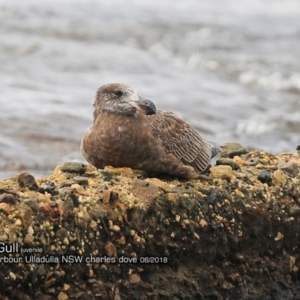 Larus pacificus at undefined - 4 Jun 2018 12:00 AM