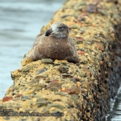 Larus pacificus at undefined - 4 Jun 2018 12:00 AM