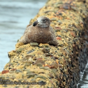 Larus pacificus at undefined - 4 Jun 2018 12:00 AM