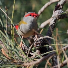 Neochmia temporalis (Red-browed Finch) at Dolphin Point, NSW - 2 Jun 2018 by Charles Dove