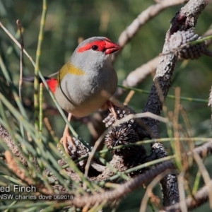 Neochmia temporalis at Meroo National Park - 3 Jun 2018