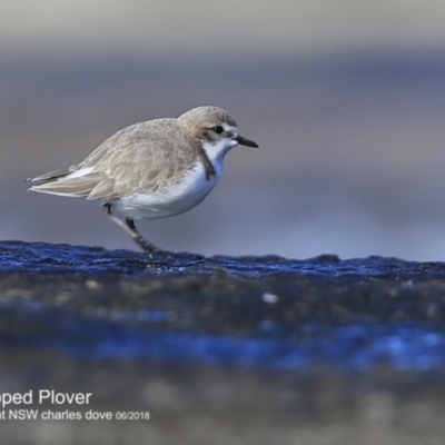 Anarhynchus ruficapillus (Red-capped Plover) at Dolphin Point, NSW - 5 Jun 2018 by Charles Dove
