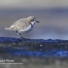 Charadrius ruficapillus (Red-capped Plover) at Wairo Beach and Dolphin Point - 5 Jun 2018 by Charles Dove