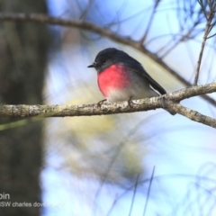 Petroica rosea (Rose Robin) at Undefined - 6 Jun 2018 by Charles Dove