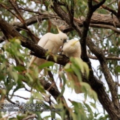 Cacatua galerita (Sulphur-crested Cockatoo) at Undefined - 5 Jun 2018 by Charles Dove