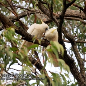 Cacatua galerita at undefined - 6 Jun 2018