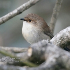 Malurus cyaneus (Superb Fairywren) at Dolphin Point, NSW - 3 Jun 2018 by CharlesDove