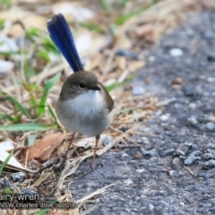 Malurus cyaneus at Dolphin Point, NSW - 3 Jun 2018 12:00 AM