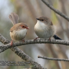 Malurus cyaneus at Dolphin Point, NSW - 3 Jun 2018 12:00 AM