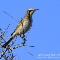 Glyciphila melanops (Tawny-crowned Honeyeater) at Wairo Beach and Dolphin Point - 3 Jun 2018 by CharlesDove