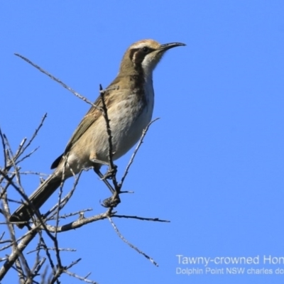 Glyciphila melanops (Tawny-crowned Honeyeater) at Dolphin Point, NSW - 3 Jun 2018 by CharlesDove