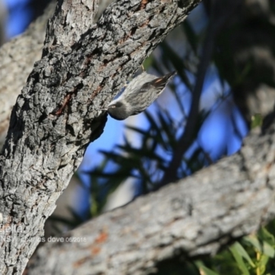 Daphoenositta chrysoptera (Varied Sittella) at Meroo National Park - 2 Jun 2018 by Charles Dove