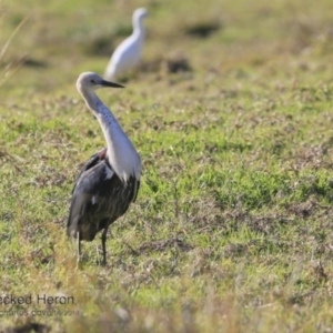 Ardea pacifica at Milton Rainforest Walking Track - 6 Jun 2018 12:00 AM