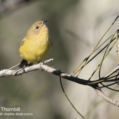 Acanthiza nana (Yellow Thornbill) at Milton Rainforest Bushcare - 6 Jun 2018 by CharlesDove