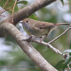 Acanthiza pusilla (Brown Thornbill) at Mollymook Beach, NSW - 30 Jul 2018 by CharlesDove