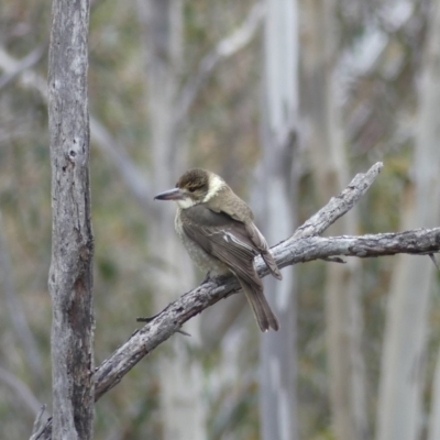 Cracticus torquatus (Grey Butcherbird) at Mount Ainslie - 6 Aug 2018 by WalterEgo