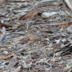 Turnix varius (Painted Buttonquail) at Mount Ainslie - 6 Aug 2018 by WalterEgo