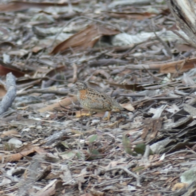 Turnix varius (Painted Buttonquail) at Mount Ainslie - 6 Aug 2018 by WalterEgo