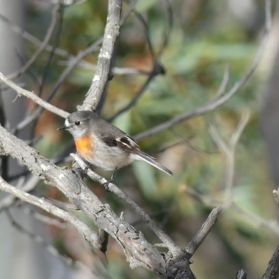 Petroica boodang (Scarlet Robin) at Majura, ACT - 6 Aug 2018 by WalterEgo