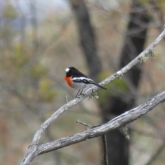 Petroica boodang at Majura, ACT - 6 Aug 2018