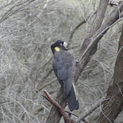 Zanda funerea (Yellow-tailed Black-Cockatoo) at Mount Ainslie - 6 Aug 2018 by WalterEgo