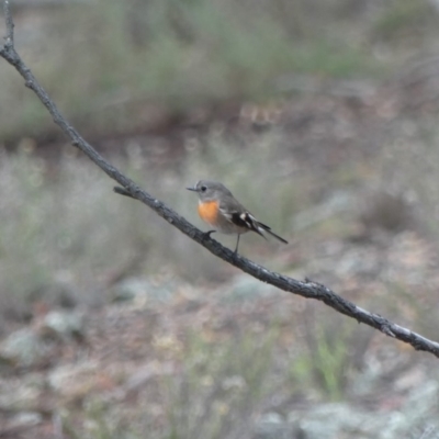 Petroica boodang (Scarlet Robin) at Hackett, ACT - 6 Aug 2018 by WalterEgo