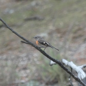 Petroica boodang at Hackett, ACT - 6 Aug 2018 03:51 PM