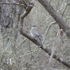 Colluricincla harmonica (Grey Shrikethrush) at Mount Ainslie - 6 Aug 2018 by WalterEgo