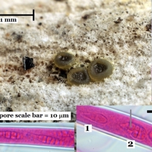 Claussenomyces ‘atrovirens group’ at Macquarie, ACT - 28 Jul 2018