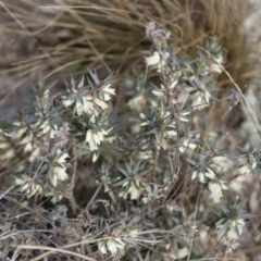 Melichrus urceolatus at Illilanga & Baroona - 2 Jun 2008