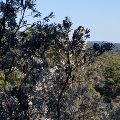 Zanda funerea (Yellow-tailed Black-Cockatoo) at Undefined - 7 Nov 2017 by DWMurray