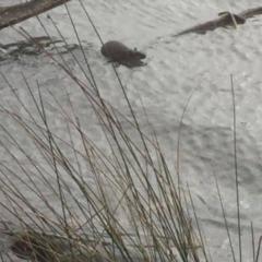 Hydromys chrysogaster (Rakali or Water Rat) at Lake Ginninderra - 24 Mar 2018 by tom.tomward@gmail.com