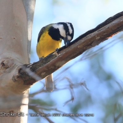 Falcunculus frontatus (Eastern Shrike-tit) at Undefined - 27 Jul 2018 by CharlesDove