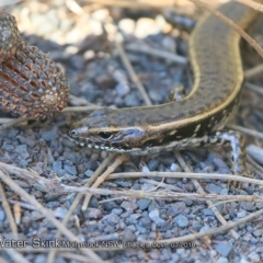 Eulamprus quoyii (Eastern Water Skink) at Undefined - 29 Jul 2018 by Charles Dove
