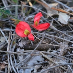 Kennedia prostrata (Running Postman) at South Pacific Heathland Reserve - 26 Jul 2018 by CharlesDove