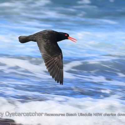 Haematopus fuliginosus (Sooty Oystercatcher) at South Pacific Heathland Reserve - 26 Jul 2018 by Charles Dove