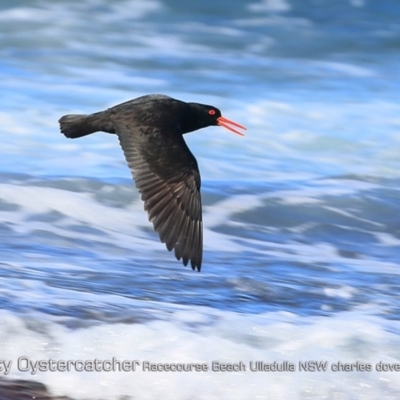 Haematopus fuliginosus (Sooty Oystercatcher) at South Pacific Heathland Reserve - 27 Jul 2018 by CharlesDove