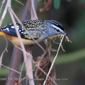 Pardalotus punctatus at undefined - 30 Jul 2018 12:00 AM