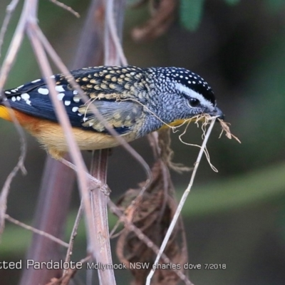 Pardalotus punctatus (Spotted Pardalote) at Undefined - 29 Jul 2018 by CharlesDove