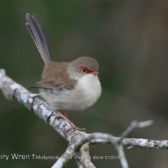 Malurus cyaneus (Superb Fairywren) at Undefined - 30 Jul 2018 by CharlesDove